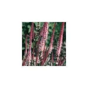  Culvers Root Perennial Plant  Veronicastrum Very Hardy 