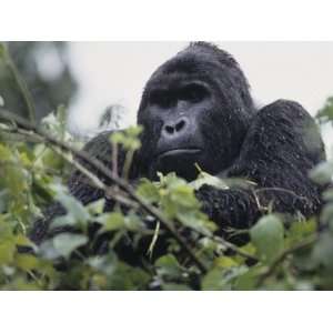 Male Mountain Gorilla, Gorilla Gorilla, an Endangered Species, Bwindi 