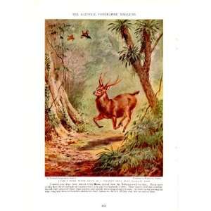   Stag   Walter A Weber Vintage Print   Antlered Majesties of Many Lands