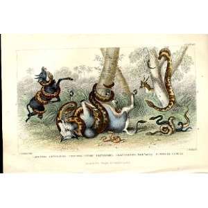  6 Snakes H/C 1866 Old Prints Natural History