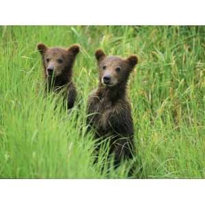Alaskan Brown Bear Cubs Wait in Long Grass for Their Mother National 