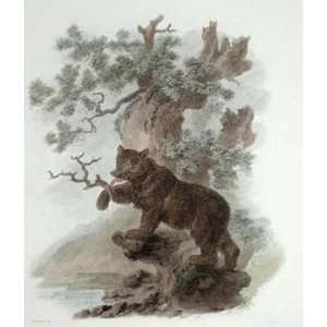  Brown Bear Etching Ibbetson, Julias Caesar Tookey, Animals 