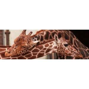  Two New Giraffe Calves Make Their First Apperance at 