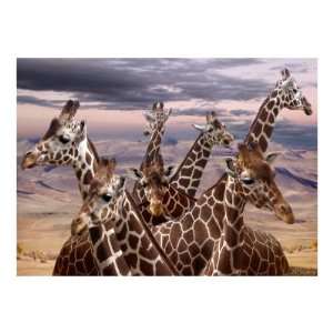  Giraffes Giraffes Giclee Poster Print by Bill Stephens 