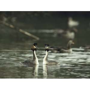  A Pair of Great Crested Grebes, Podiceps Cristatus 