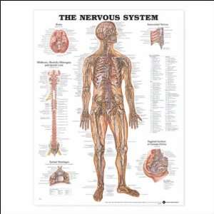 The Nervous System Anatomical Chart 20 X 26 Laminated  
