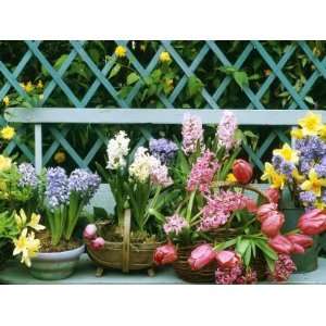  Hyacinth, Tulip, Squill, Daffodil and Azalea Photographic 