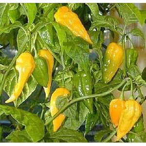   Yellow Habanero Pepper 48 Plants  Very Hot Patio, Lawn & Garden