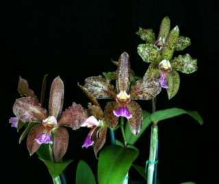 Cattleya schofieldiana   species Orchid  