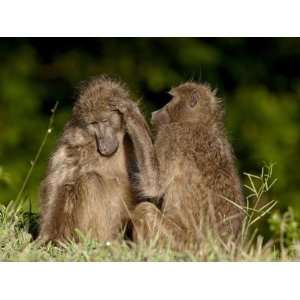 Two Chacma Baboons (Papio Ursinus) Grooming, Kruger National Park 