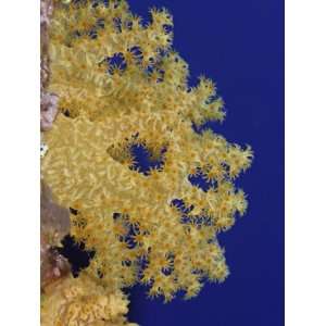  Alcyonarian Coral (Dendronephthya), Yap, Micronesia 