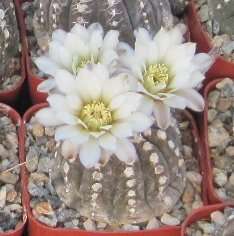 Gymnocalycium ragonesii Flat Brown Dwarf Body White Flowers  