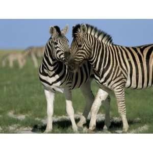 Burchells (Plains) Zebra (Equus Burchelli), Etosha National Park 