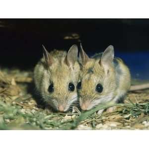  Two Spinifex Hopping Mice Huddle Together to Keep Warm 