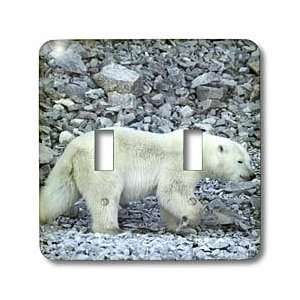 Polar Bear comes to Akpatok Island. Baffin Bay. Baffin Island. High 