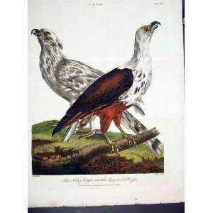  Wilkes Birds C 1804 Noisy And Longtailed Eagles