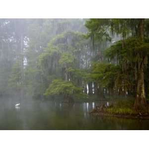  Great Egret Reflected in Foggy Cypress Swamp, Lake Martin 