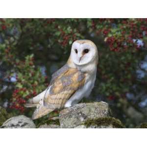 Barn Owl (Tyto Alba), on Dry Stone Wall with Hawthorn Berries in Late 