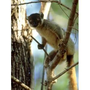  Common Brown Lemur in Tree, Madagascar Animals 