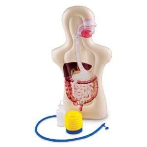  Inflatable Digestion System Torso Model Toys & Games