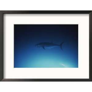 Tuna Fish Swimming in the Water Collections Framed Photographic 