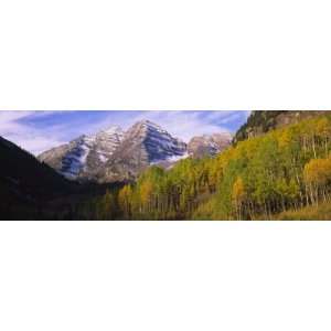  Aspen Trees in a Forest with a Mountain Range in the 