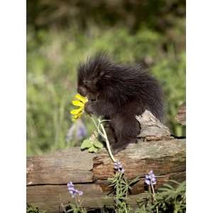 Baby Porcupine in Captivity, Animals of Montana, Bozeman, Montana, USA 