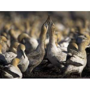  Gannets, Morus Capensis, Courtship Display in Gannet Colony at Bird 