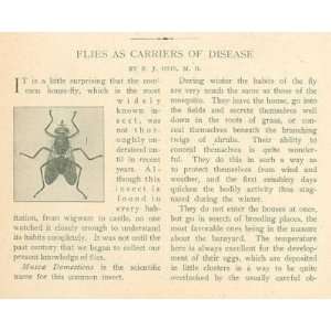  1905 House Fly Flies As Carrier of Disease Everything 