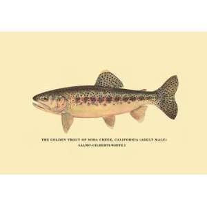   Buyenlarge The Golden Trout of Soda Creek 20x30 poster
