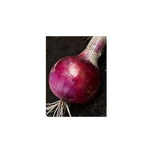  Red Grano Short Day Onion Seed   By The Pound Patio, Lawn 