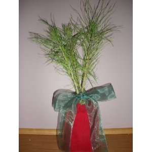  Scotch Pine 12 Tree Seedling Group of 3 W/red Pouch 
