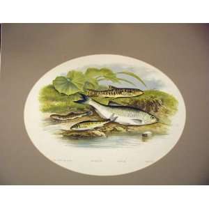    Houghton Fish Print C1880 Spined Loach Minnow Bleak