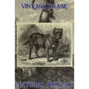   Card Vintage Natural History Image Bulldog 