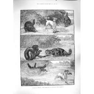   1889 BONE CONTENTION DOGS CATS FIGHTING BONE ANIMALS