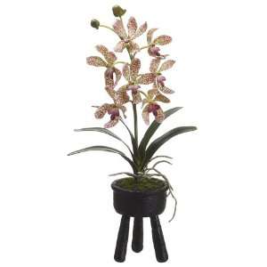  19 Vanda Orchid Plant in Poly Resin Pot Burgundy Green 