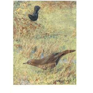  Drawing British Birds Song Thrush Black Bird Collins