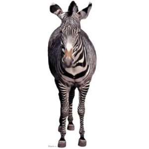  Zebra Animal Stand Up 