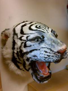 LIFE SIZE White Tiger Head Wall Mount Taxidermy Teeth  