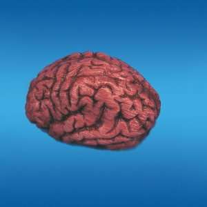  Brain Bloody Toys & Games