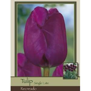  Tulip Single Late Recreado Patio, Lawn & Garden
