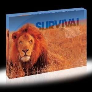   Survival Lion Infinity Edge Acrylic Desktop