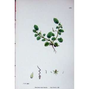  Botany Plants C1902 Sea StorkS Bill Erodium Maritimum 