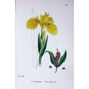  Yellow Water Iris Botany Plants C1902 Colour Flowers