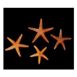  LOT of 50 Florida Starfish Wedding Decor 1/2  1 Inch 