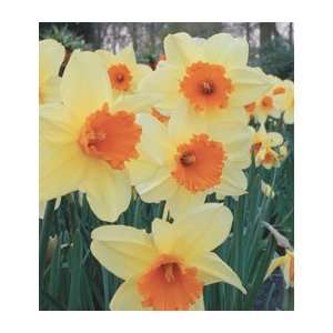  Narcissus Fortissimo Patio, Lawn & Garden