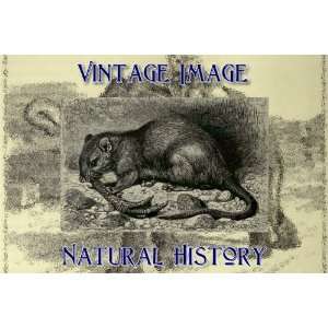   Vintage Natural History Image Brown Rat 