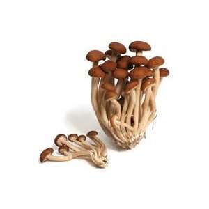  Mushroom Italian Poplar 100+ Spore Coated Carrier Seeds 