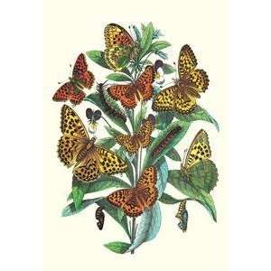  Vintage Art Butterflies A. Dia, A. Lathonia, et al 