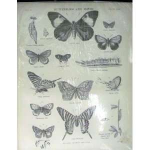    Encyclopaedia Butterflies Moths Brassolis Chrysalis